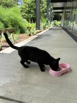 Lombardi -  Domestic Short Hair Cat for Adoption in Dallas, Texas - Lombardi | PetCurious