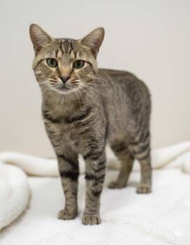 Rescue Domestic Short Hair and American Shorthair Cats for Adoption in Bedford, Indiana - Sailor | PetCurious