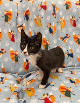 Yukon -  Domestic Short Hair Cat for Adoption in Newberg, Oregon - Yukon | PetCurious