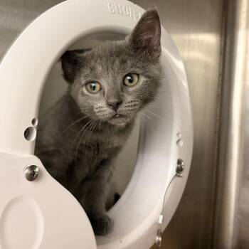 Mixtape -  Domestic Long Hair Cat for Adoption in Marshall, Virginia - Mixtape | PetCurious