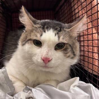 Mickey -  Domestic Medium Hair Cat for Adoption in Chicago, Illinois - Mickey | PetCurious
