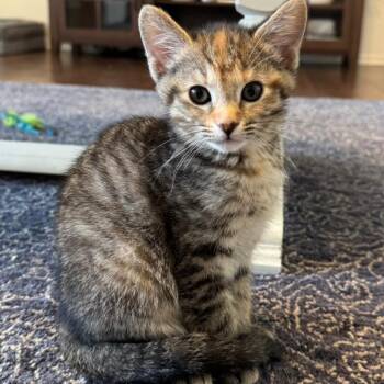 Rescue Domestic Short Hair Cats for Adoption in Warr Acres, Oklahoma - Ristra | PetCurious
