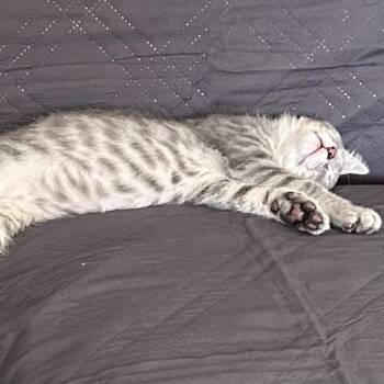 Alpine -  Domestic Short Hair Cat for Adoption in St. Louis, Missouri - Alpine | PetCurious