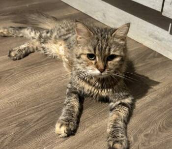 Maya -  Maine Coon and Siberian Cat for Adoption in Brampton, Ontario - Maya | PetCurious