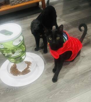 Chickpea and Rueben (bonded siblings) -  Domestic Short Hair Cat for Adoption in Farmington, Minnesota - Chickpea And Rueben (bonded Siblings) | PetCurious