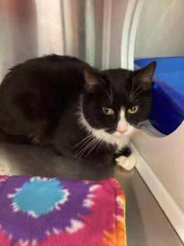 Domestic Short Hair Cats Available for Adoption - Mac | PetCurious