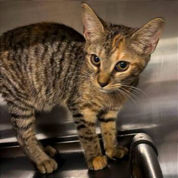 Wanda -  Domestic Short Hair Cat for Adoption in New York, New York - Wanda | PetCurious