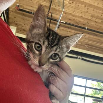 Kidney -  Domestic Short Hair Cat for Adoption in Leander, Texas - Kidney | PetCurious