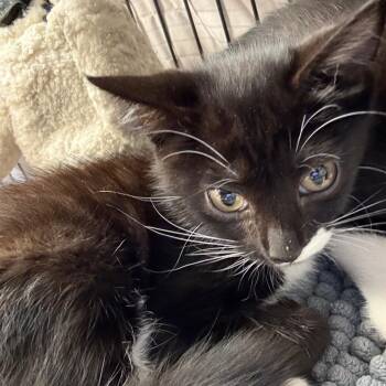 Jones -  Domestic Short Hair Cat for Adoption in Port Charlotte, Florida - Jones | PetCurious