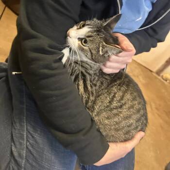 Mavis -  Domestic Short Hair Cat for Adoption in Stephenville, Texas - Mavis | PetCurious