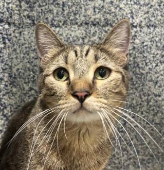Tanner -  Domestic Short Hair Cat for Adoption in Golden, Colorado - Tanner | PetCurious