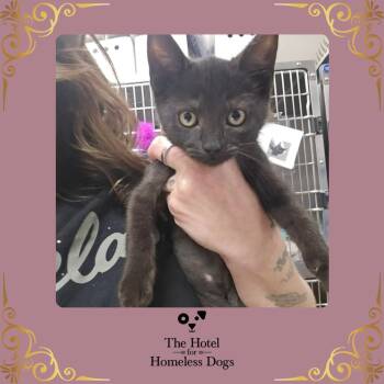 Frida -  Domestic Short Hair Cat for Adoption in Cumberland, Rhode Island - Frida | PetCurious