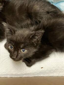 HOMELANDER -  Domestic Short Hair Cat for Adoption in Long Beach, California - HOMELANDER | PetCurious