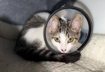 Cortex -  Domestic Short Hair Cat for Adoption in Nashville, Tennessee - Cortex | PetCurious