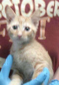 A478175 -  Domestic Short Hair Cat for Adoption in Oklahoma City, Oklahoma - A478175 | PetCurious