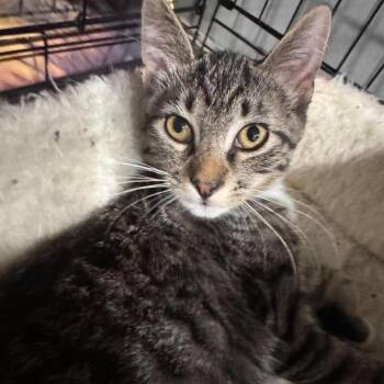 Bootsie Caywood -  Domestic Short Hair Cat for Adoption in Eagle Mountain, Utah - Bootsie Caywood | PetCurious