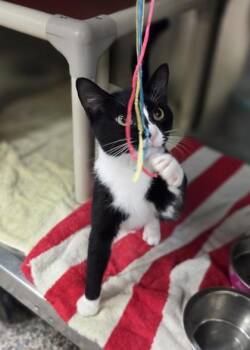 Cholula -  Domestic Short Hair Cat for Adoption in Westland, Michigan - Cholula | PetCurious
