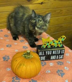 Rescue Tortoiseshell Cats for Adoption in Southern Pines, North Carolina - Donalyn | PetCurious