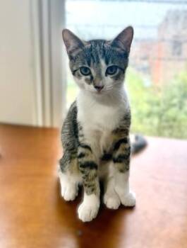 Iris -  Tabby Cat for Adoption in New Albany, Ohio - Iris | PetCurious