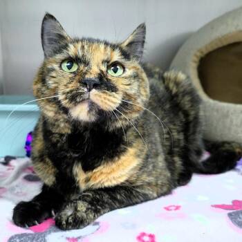 Layla -  Domestic Short Hair Cat for Adoption in Michigan City, Indiana - Layla | PetCurious