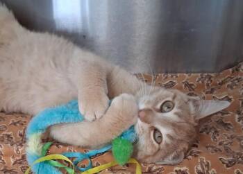 Lemon -  Domestic Short Hair Cat Available for Adoption in Little Falls, Minnesota - Lemon | PetCurious