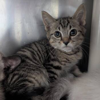 Domestic Short Hair Cats Available for Adoption in Evansville, Indiana - Petronas | PetCurious