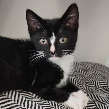 Rescue Domestic Short Hair Cats for Adoption in Cumming, Georgia - Almond | PetCurious