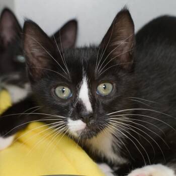Halley -  Domestic Short Hair Cat for Adoption in Seattle, Washington - Halley | PetCurious