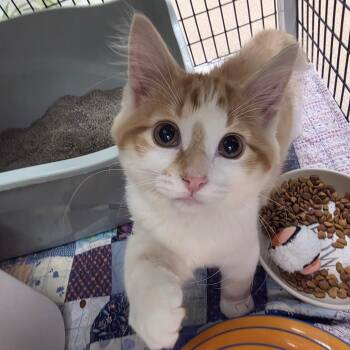 Moe -  Domestic Medium Hair Cat for Adoption in Oshkosh, Wisconsin - Moe | PetCurious