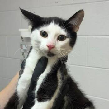 Taco Tuesday -  Domestic Short Hair Cat for Adoption in Gadsden, Alabama - Taco Tuesday | PetCurious