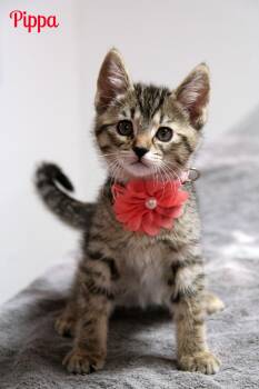 Domestic Short Hair Cats Available for Adoption in Vinton, Iowa - Pippa | PetCurious