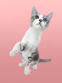 Domestic Short Hair Cats Available for Adoption in San Leon, Texas - Nimbus | PetCurious