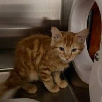 Sun -  Domestic Medium Hair Cat for Adoption in Las Vegas, Nevada - Sun | PetCurious