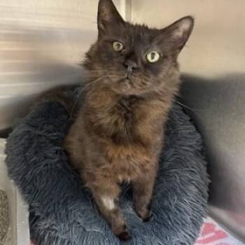 Sylvie -  Domestic Short Hair Cat for Adoption in Orland Hills, Illinois - Sylvie | PetCurious