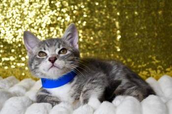 Victor -  Domestic Short Hair Cat for Adoption in Yakima, Washington - Victor | PetCurious