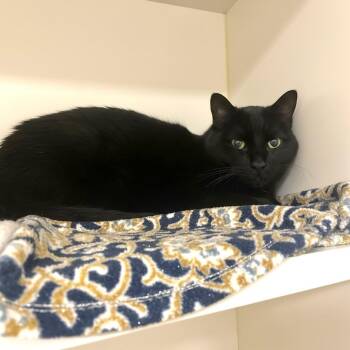 Domestic Short Hair Cats Available for Adoption in Elyria, Ohio - Panther | PetCurious