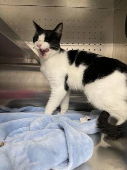 Domestic Short Hair Cats Available for Adoption in Killeen, Texas - LAZLO | PetCurious