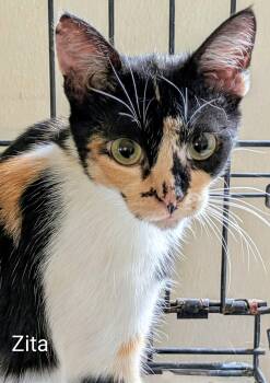 Zita -  Domestic Short Hair Cat for Adoption in Colfax, Iowa - Zita | PetCurious