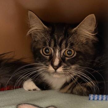 Trix -  Domestic Long Hair Cat for Adoption in Middlebury, Vermont - Trix | PetCurious