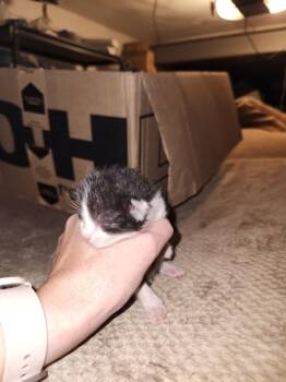 Domestic Short Hair Cats Available for Adoption in West Mifflin, Pennsylvania - Holly | PetCurious