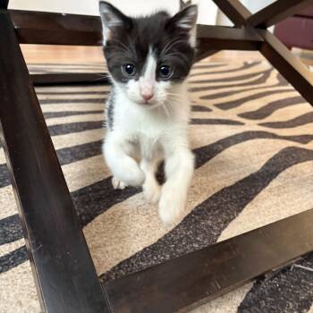Domestic Short Hair Cats Available for Adoption in Bryan, Texas - Paper | PetCurious