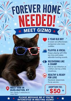 Gizmo-Handsome Sweetie -  American Shorthair and Bombay Cat for Adoption in Taylor Mill, Kentucky - Gizmo-Handsome Sweetie | PetCurious