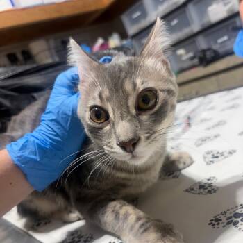 Squeakers -  Domestic Short Hair Cat for Adoption in Milton, Florida - Squeakers | PetCurious