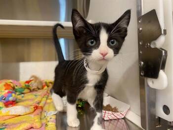 LITTLE MAN TATE -  Domestic Short Hair Cat for Adoption in Tustin, California - LITTLE MAN TATE | PetCurious