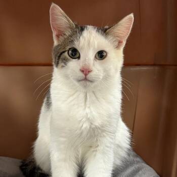 Morty -  Domestic Short Hair Cat for Adoption - Morty | PetCurious