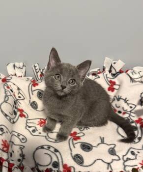Domestic Medium Hair Cats Available for Adoption in Franklin, Ohio - Jack Hughes | PetCurious