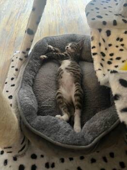 Rei -  Domestic Short Hair Cat for Adoption in Melrose, Massachusetts - Rei | PetCurious
