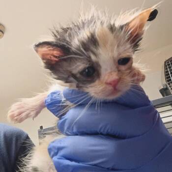 Lalunie Omorose -  Domestic Short Hair Cat Available for Adoption in Dallas, Texas - Lalunie Omorose | PetCurious