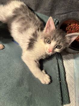 Cinderella -  Domestic Short Hair Cat for Adoption in Columbia, Maryland - Cinderella | PetCurious