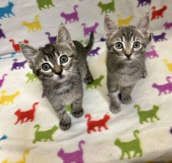 Copy and Paste -  Tabby Cat for Adoption - Copy And Paste | PetCurious
